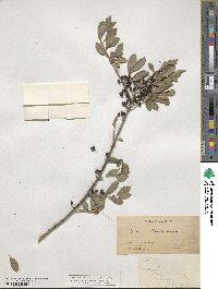 Forestiera pubescens var. parvifolia image