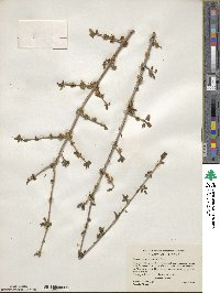 Forestiera pubescens var. parvifolia image