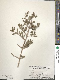 Forestiera pubescens var. parvifolia image