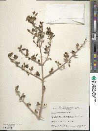 Forestiera pubescens var. parvifolia image