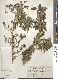 Forestiera pubescens var. parvifolia image