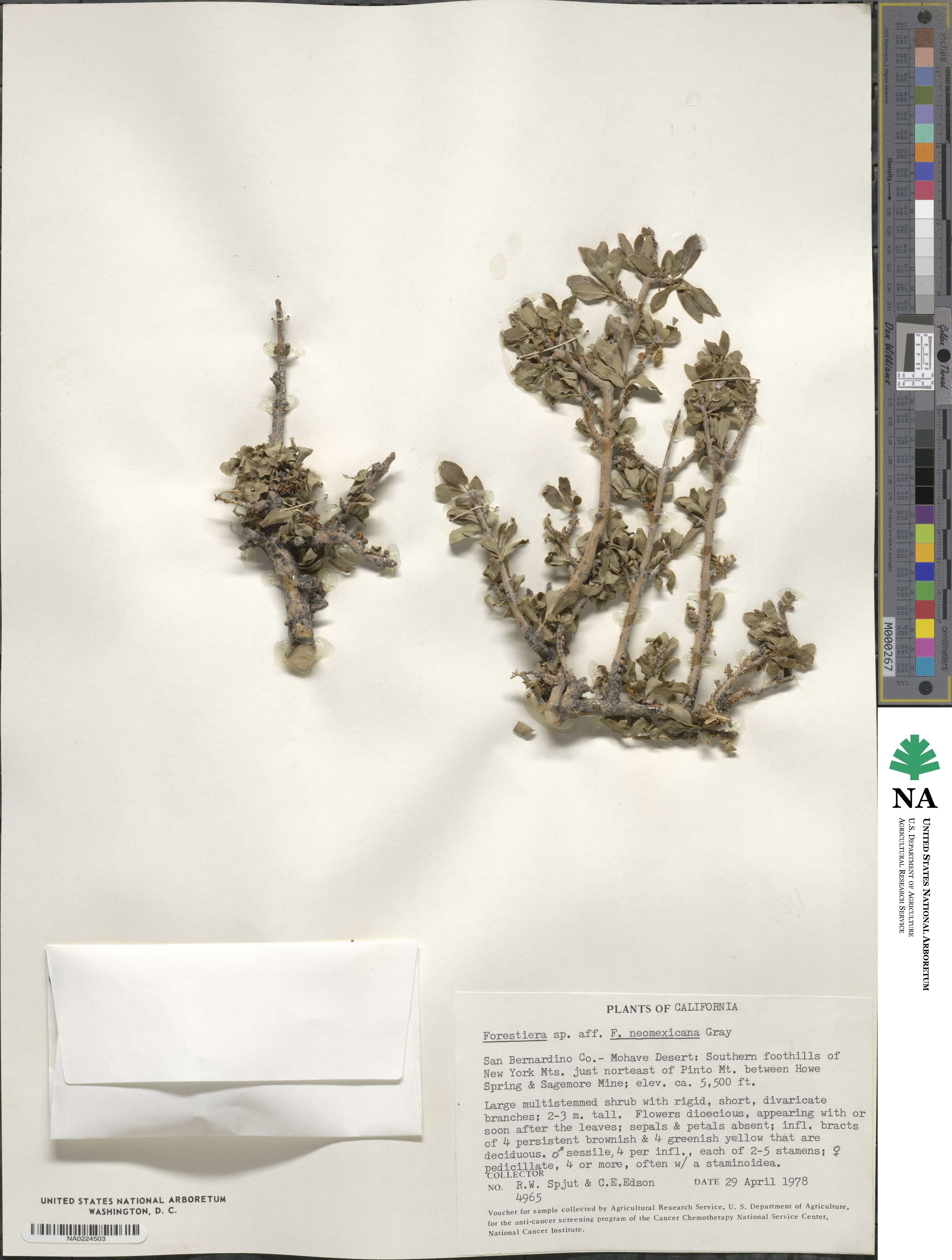 Forestiera pubescens var. parvifolia image