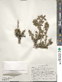 Forestiera pubescens image