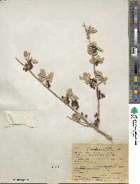 Forestiera pubescens var. parvifolia image