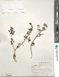 Forestiera pubescens image