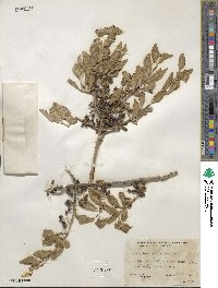 Forestiera pubescens image