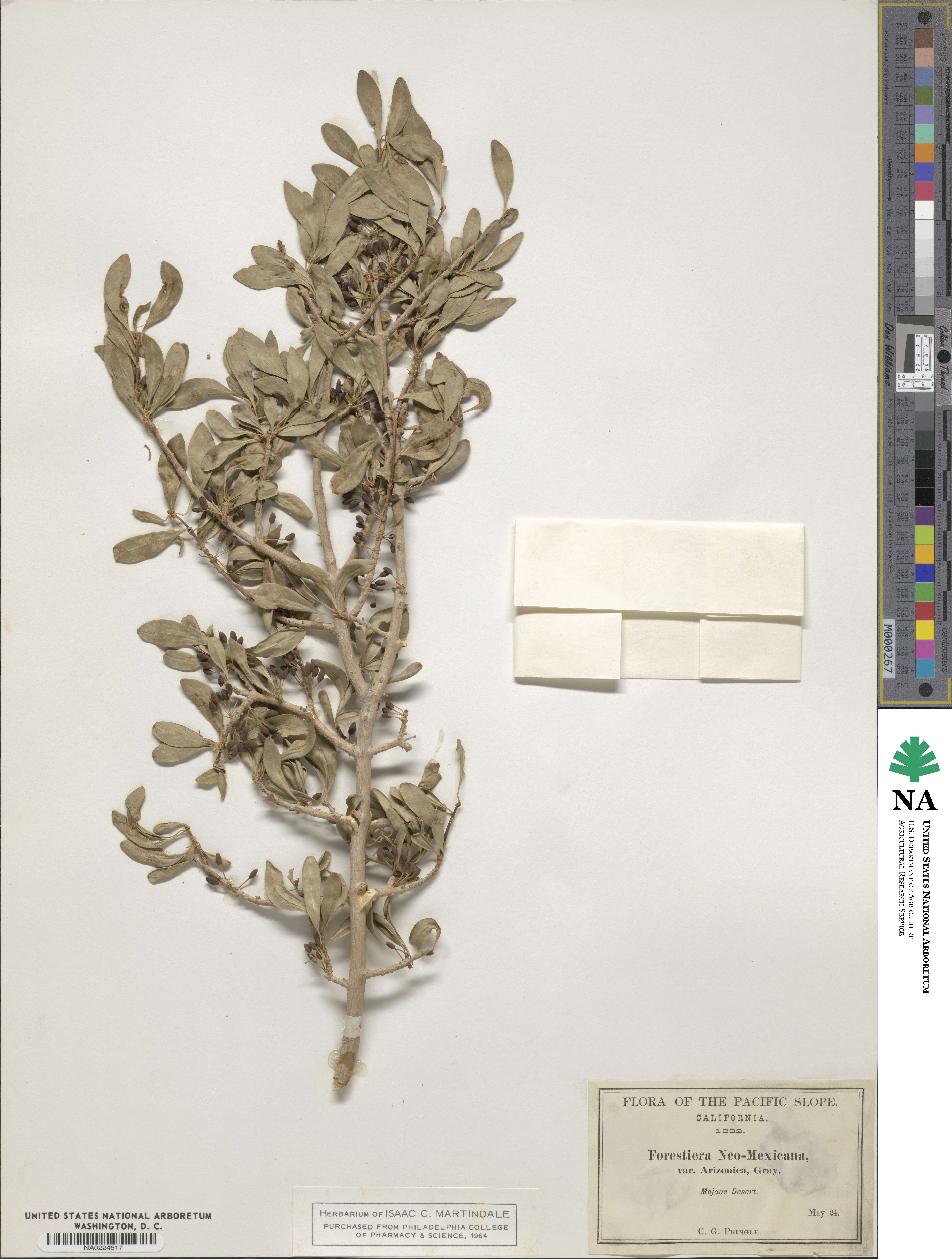 Forestiera pubescens var. parvifolia image