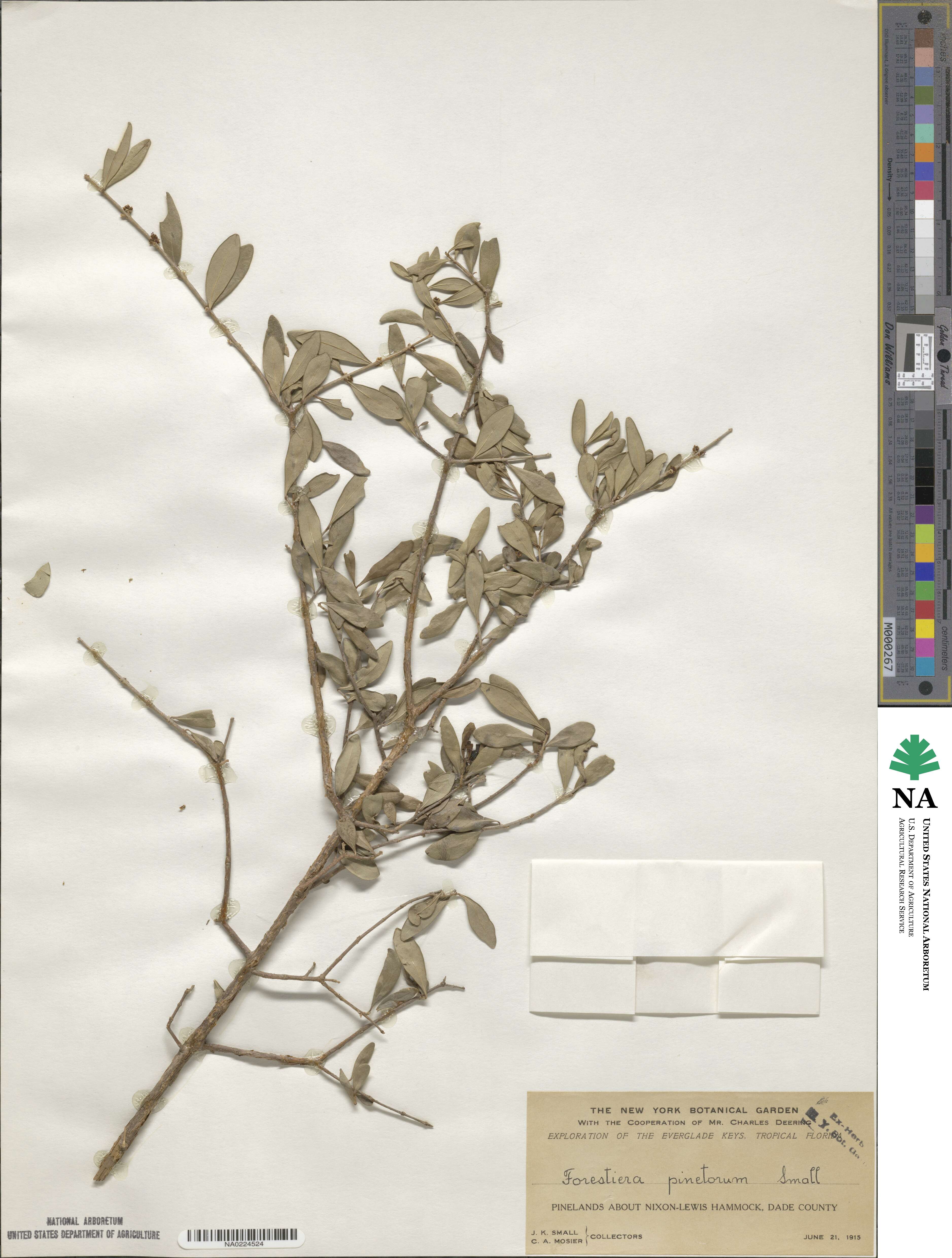 Forestiera segregata var. pinetorum image