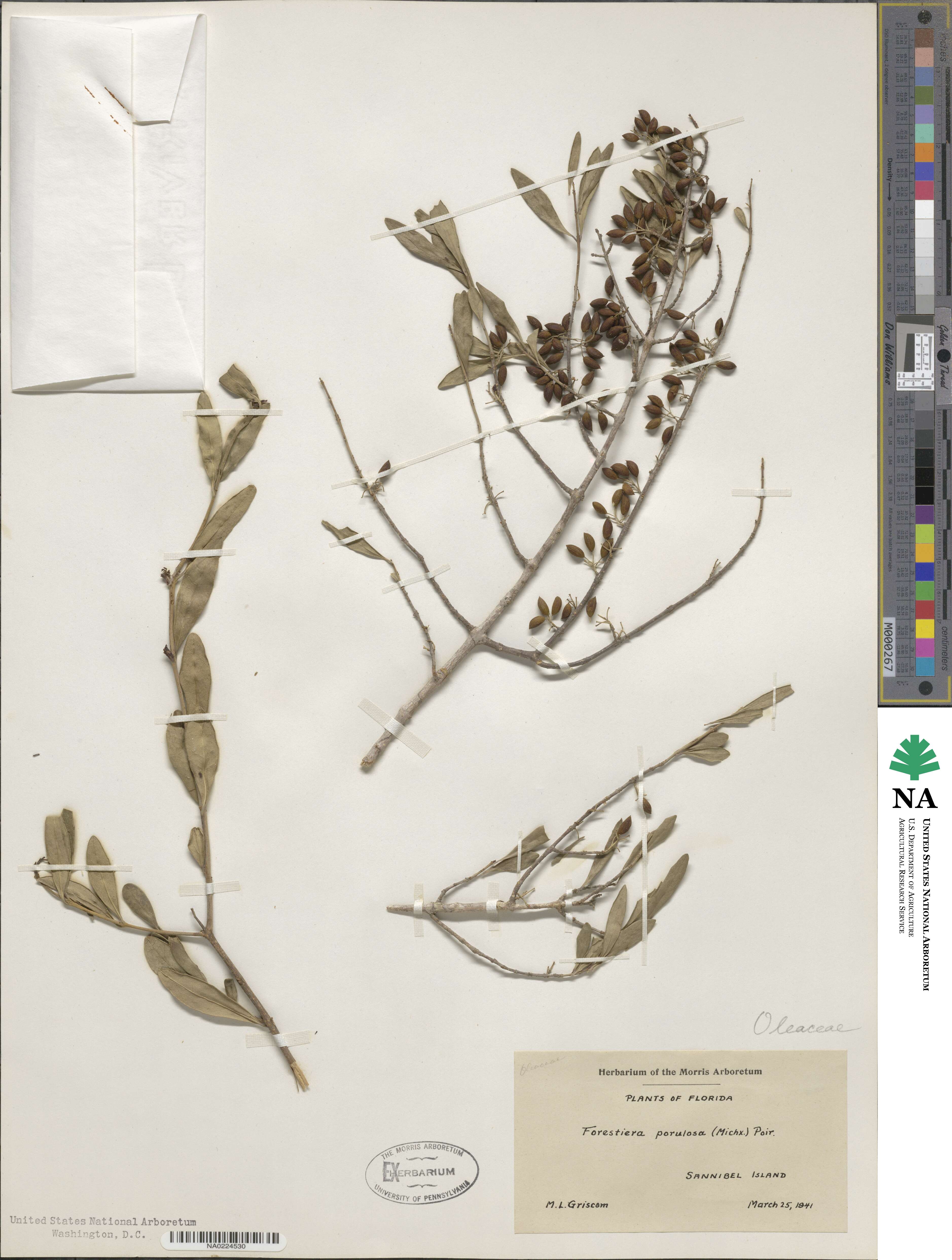 Forestiera segregata var. segregata image