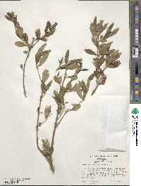 Forestiera segregata var. segregata image