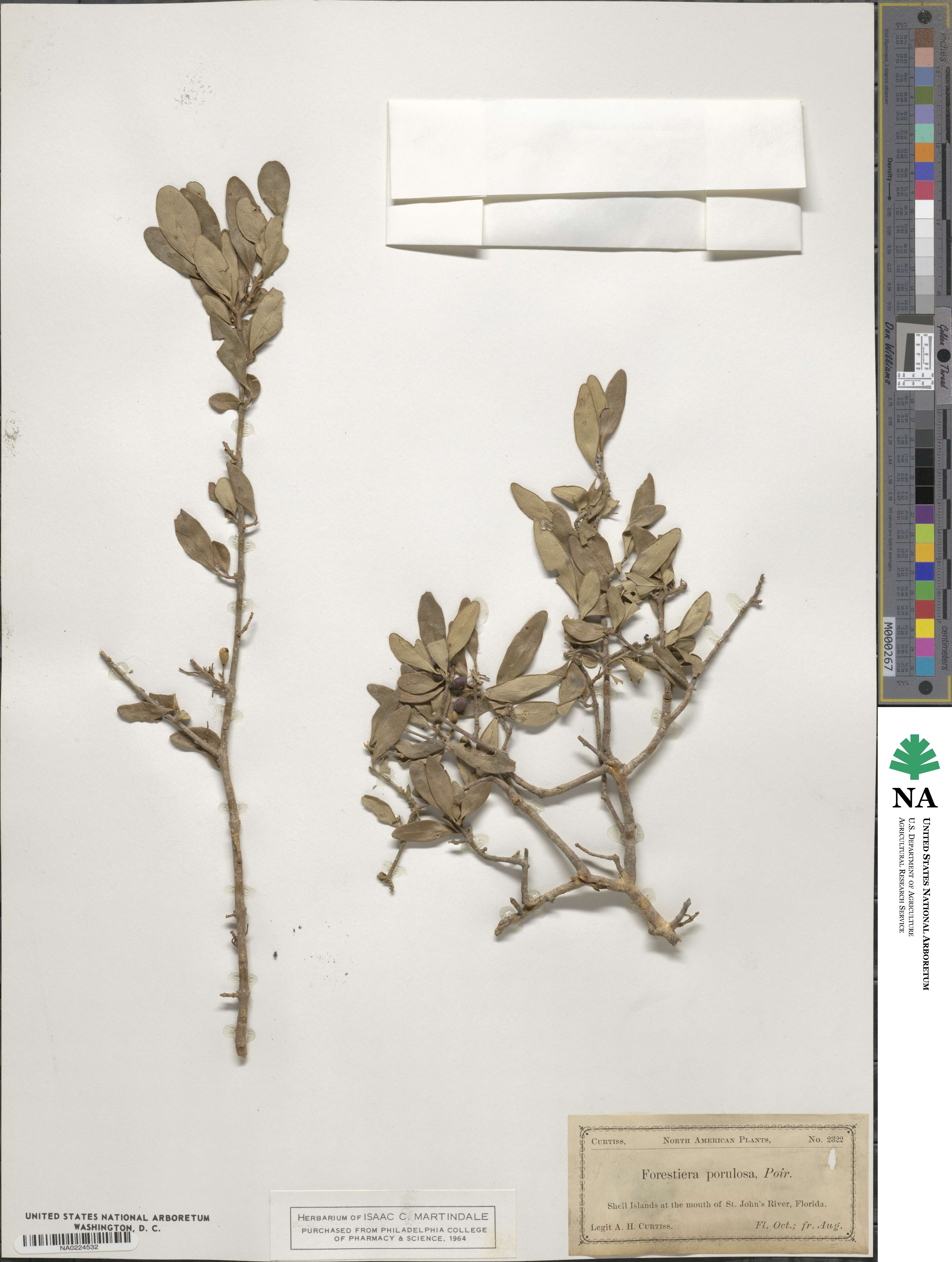 Forestiera segregata var. segregata image