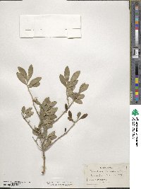 Forestiera segregata var. segregata image