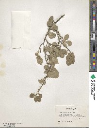 Forestiera pubescens image