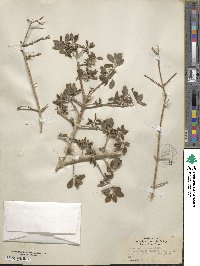 Forestiera pubescens image