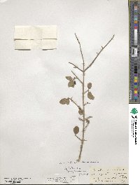 Forestiera pubescens image