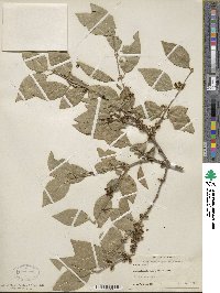 Forestiera rhamnifolia image