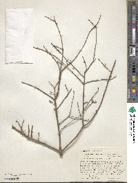 Forestiera angustifolia image