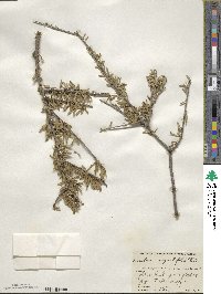 Forestiera angustifolia image