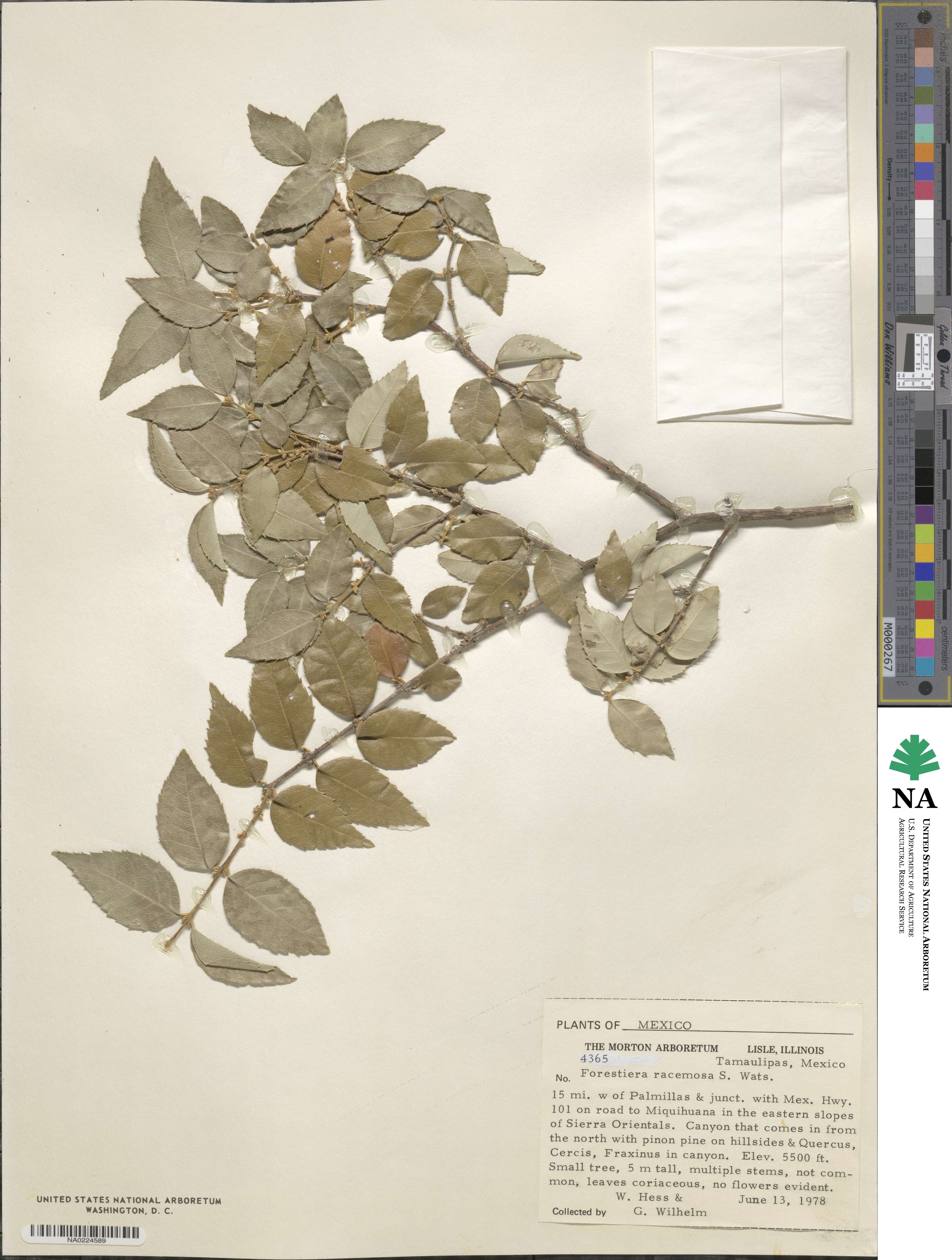 Forestiera racemosa image