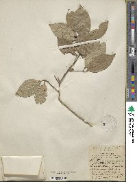 Forestiera rhamnifolia image