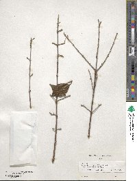 Forestiera rhamnifolia image