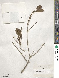 Forestiera rhamnifolia image