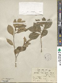 Forestiera rhamnifolia image