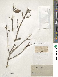 Forestiera rhamnifolia image