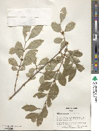 Forestiera acuminata image