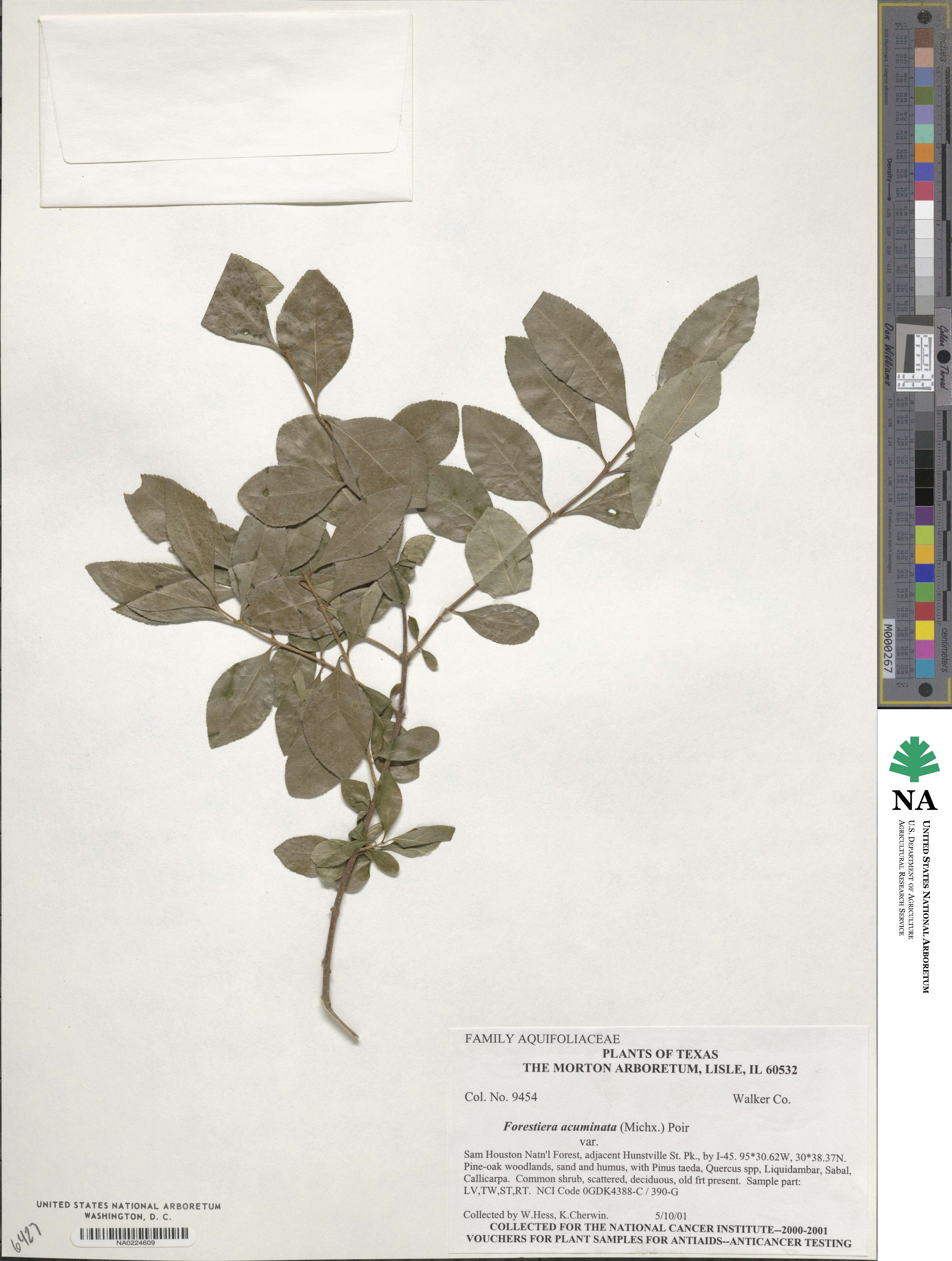 Forestiera acuminata image