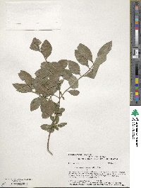 Forestiera acuminata image