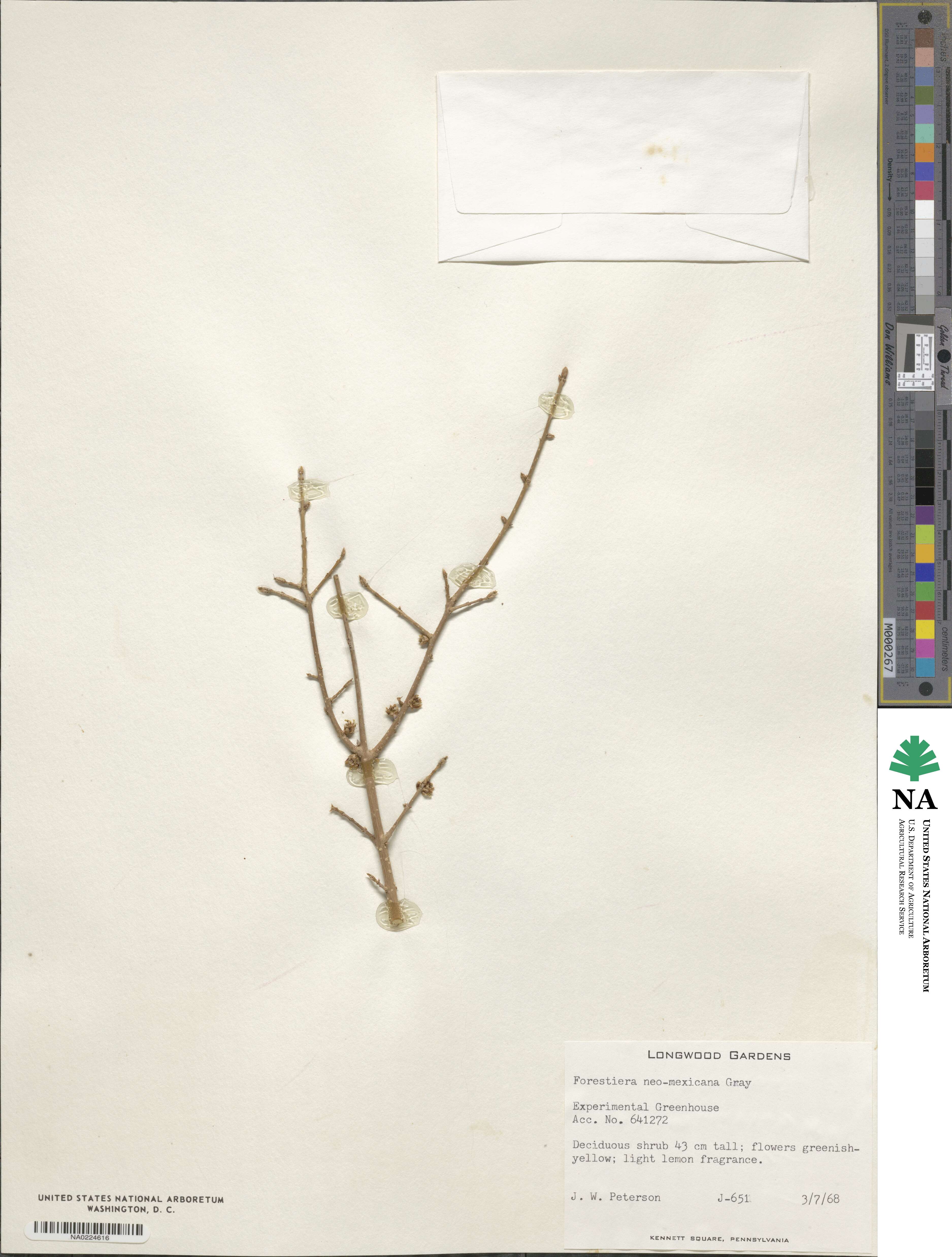 Forestiera pubescens var. parvifolia image