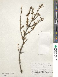 Forestiera pubescens var. parvifolia image