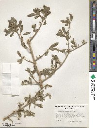 Forestiera pubescens image