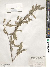 Forestiera pubescens var. parvifolia image