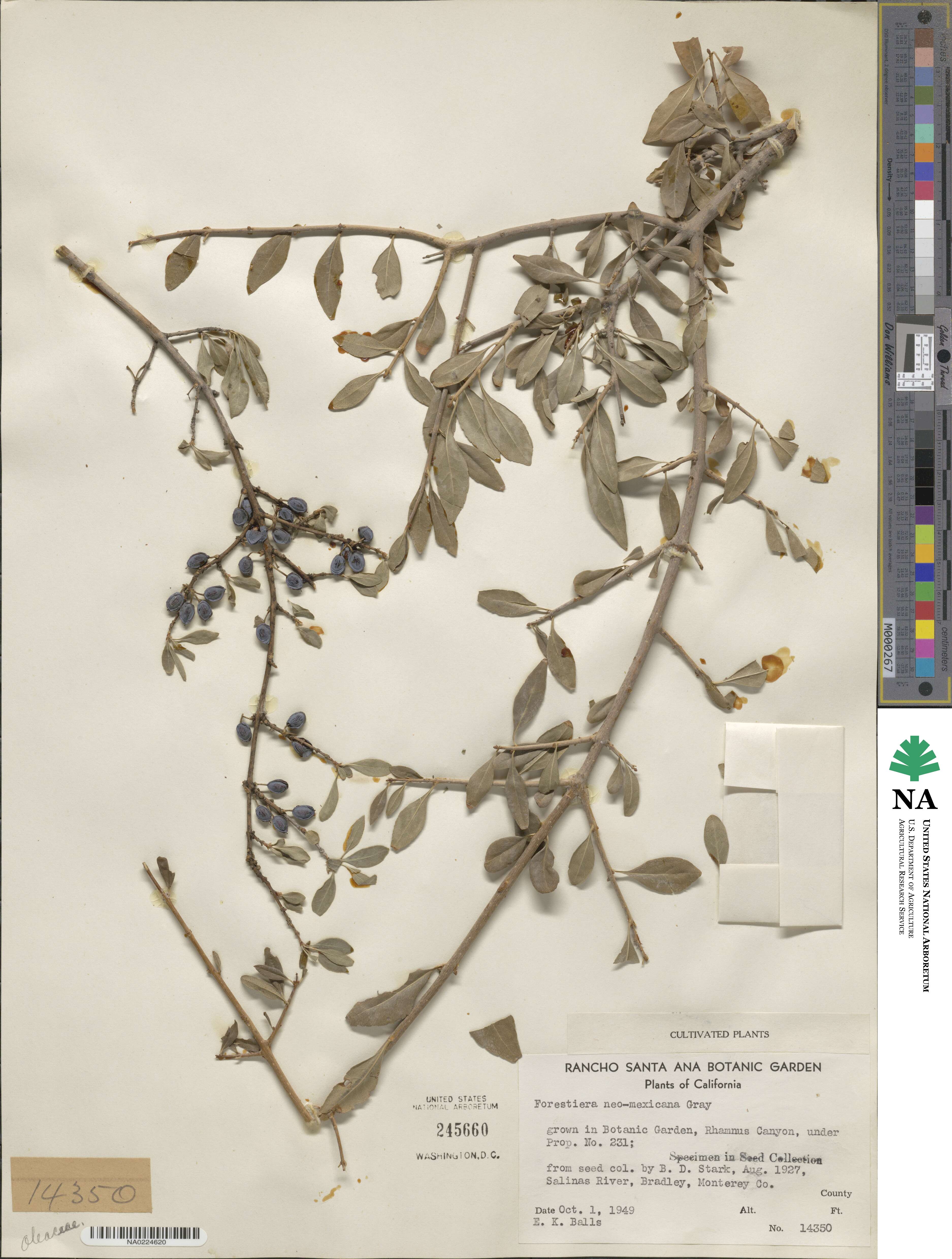 Forestiera pubescens var. parvifolia image