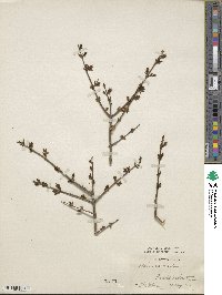 Forestiera pubescens var. parvifolia image