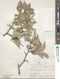 Forestiera rhamnifolia image