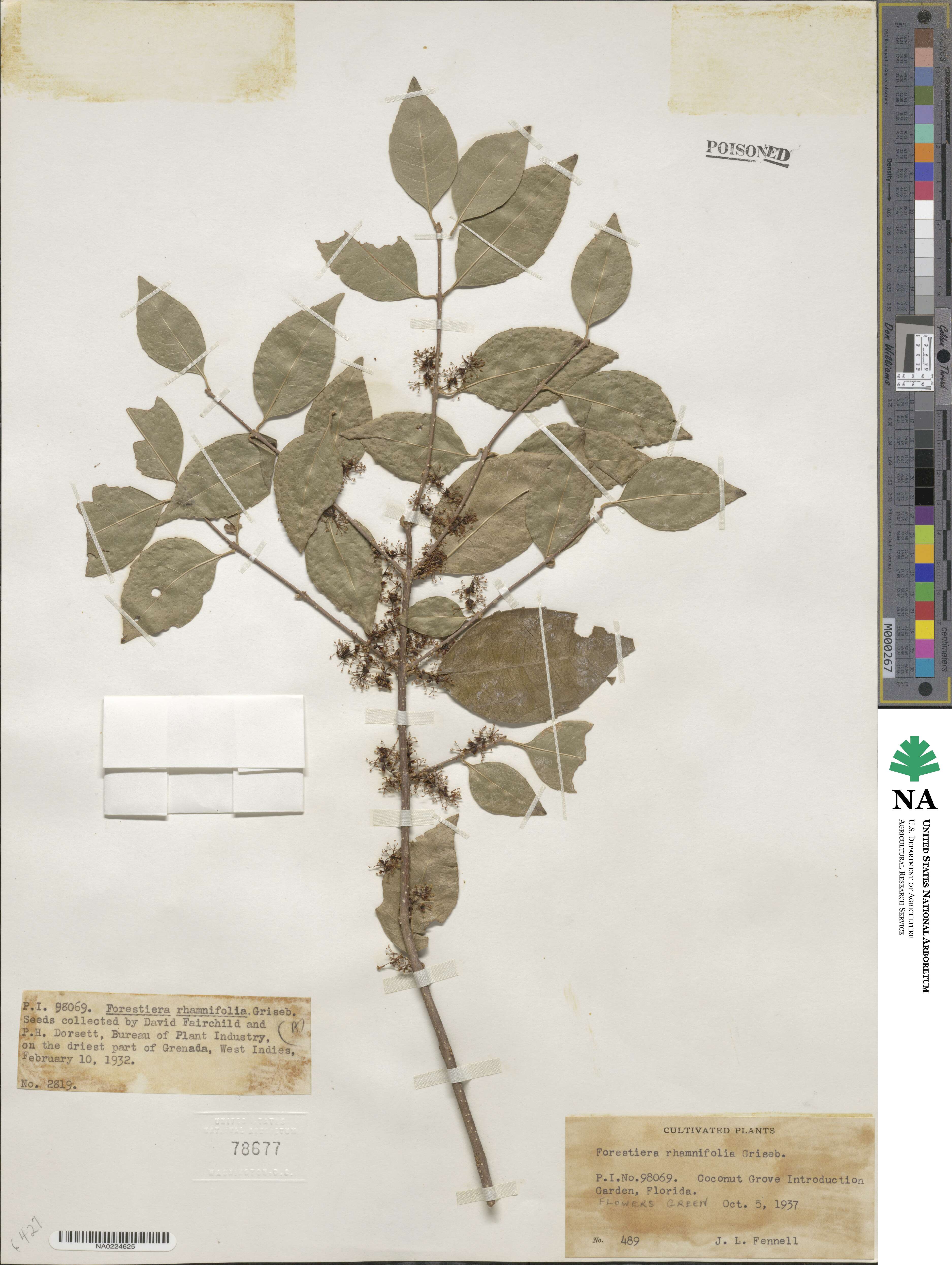 Forestiera rhamnifolia image