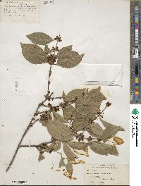 Forestiera rhamnifolia image