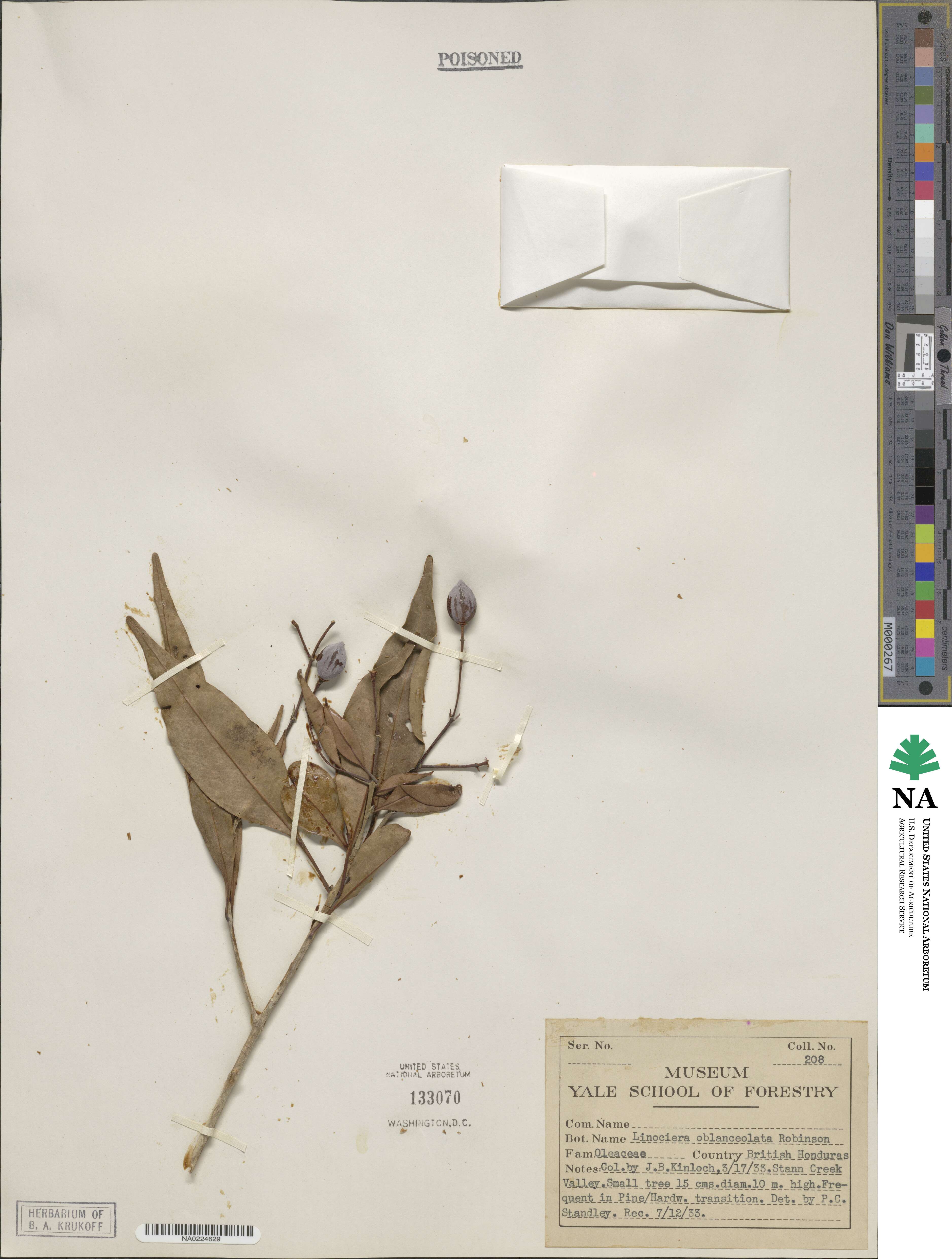 Chionanthus oblanceolatus image