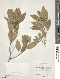 Image of Chionanthus bumelioides