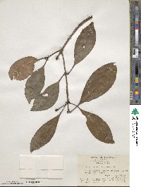 Chionanthus ramiflorus image