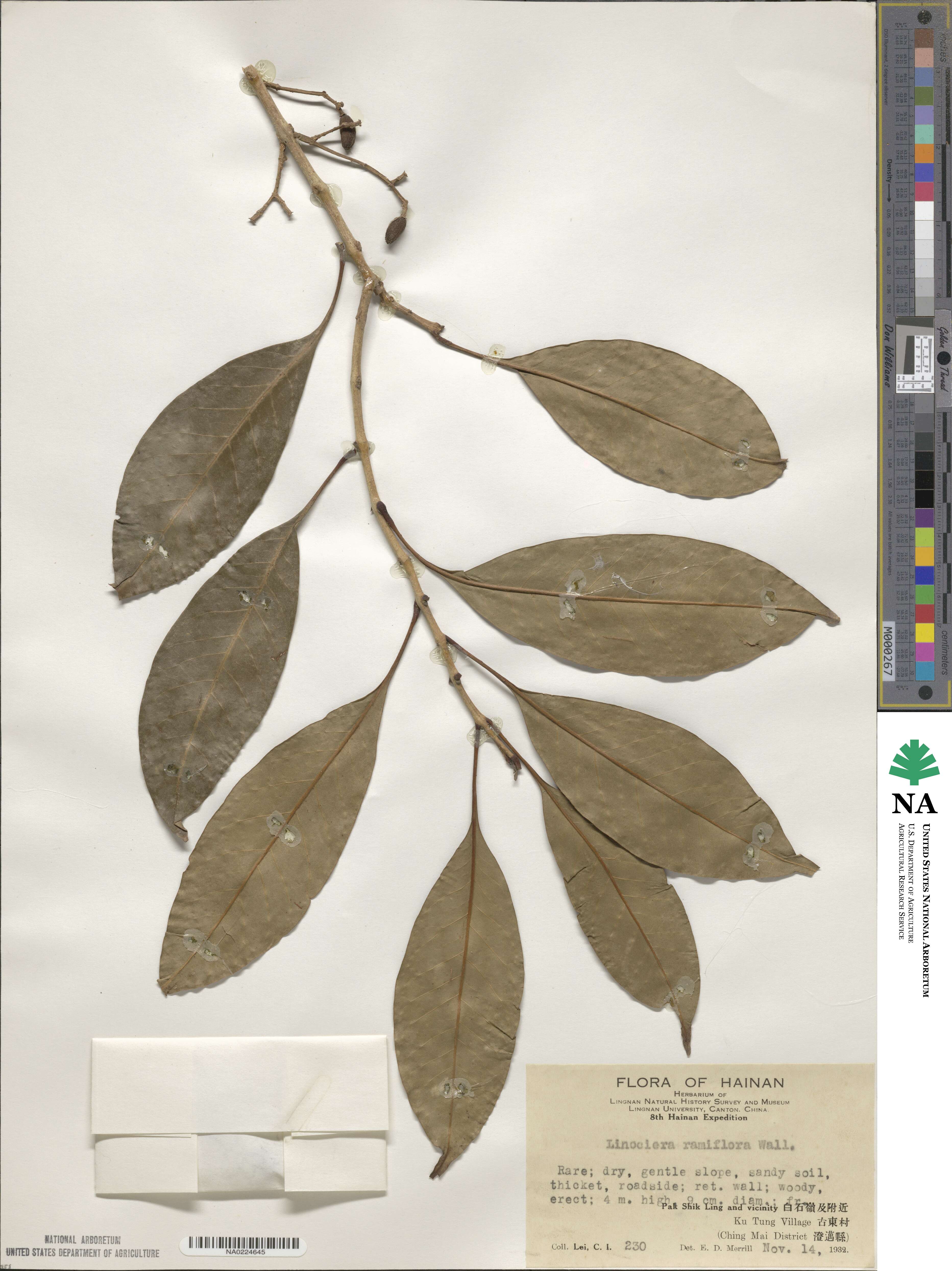 Chionanthus ramiflorus image