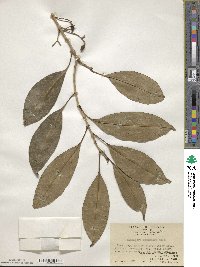 Chionanthus ramiflorus image