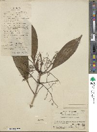 Chionanthus ramiflorus image