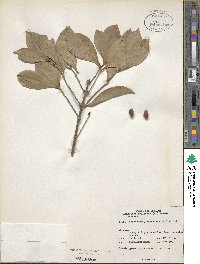 Chionanthus zeylanicus image