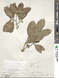 Chionanthus zeylanicus image