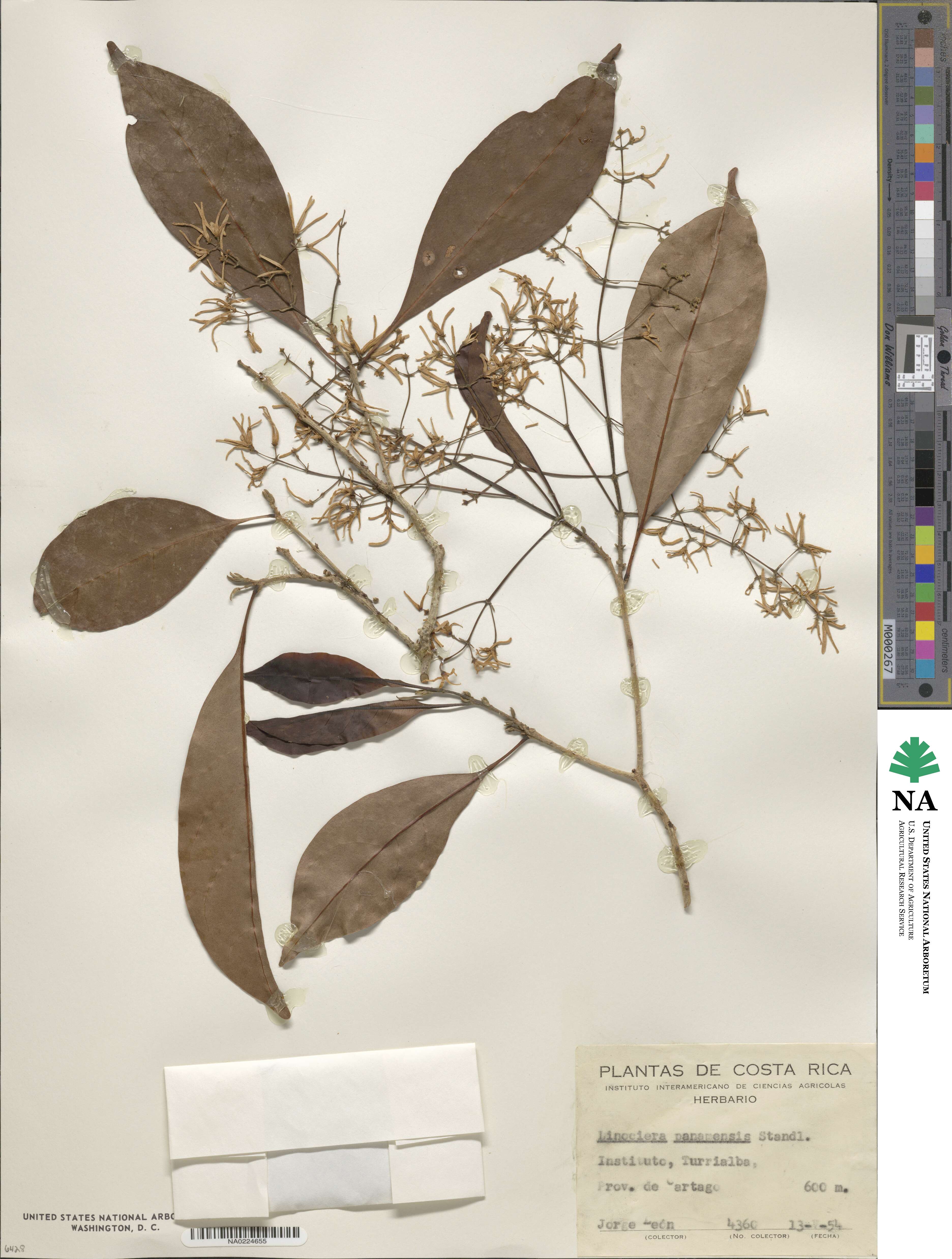 Chionanthus panamensis image