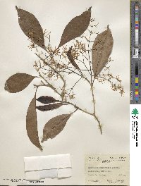 Image of Chionanthus panamensis